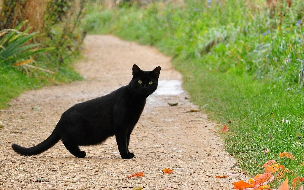 Halloween history, facts and rituals