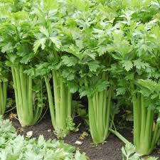 kidney stone removal naturally