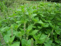 kidney stone removal naturally