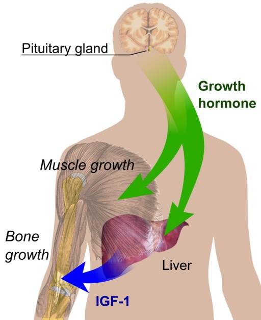 human body structure, functions, and secretion